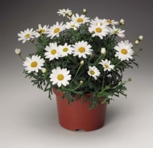 Argyranthemum_frutescens_Molimba_Mini_White__Argywhimi__P___Fleuroselect_Ornamental_Plant